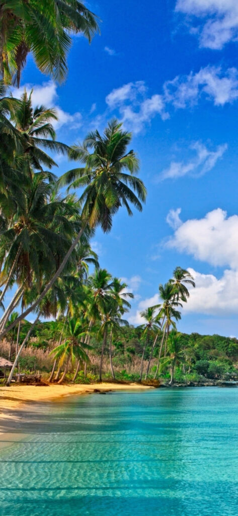Tropical Paradise Wallpaper: Serene Beach with Palm Trees & Blue Waters