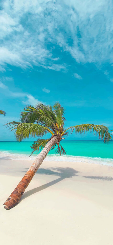 Tropical Beach Wallpaper: Leaning Palms & Pristine Sand