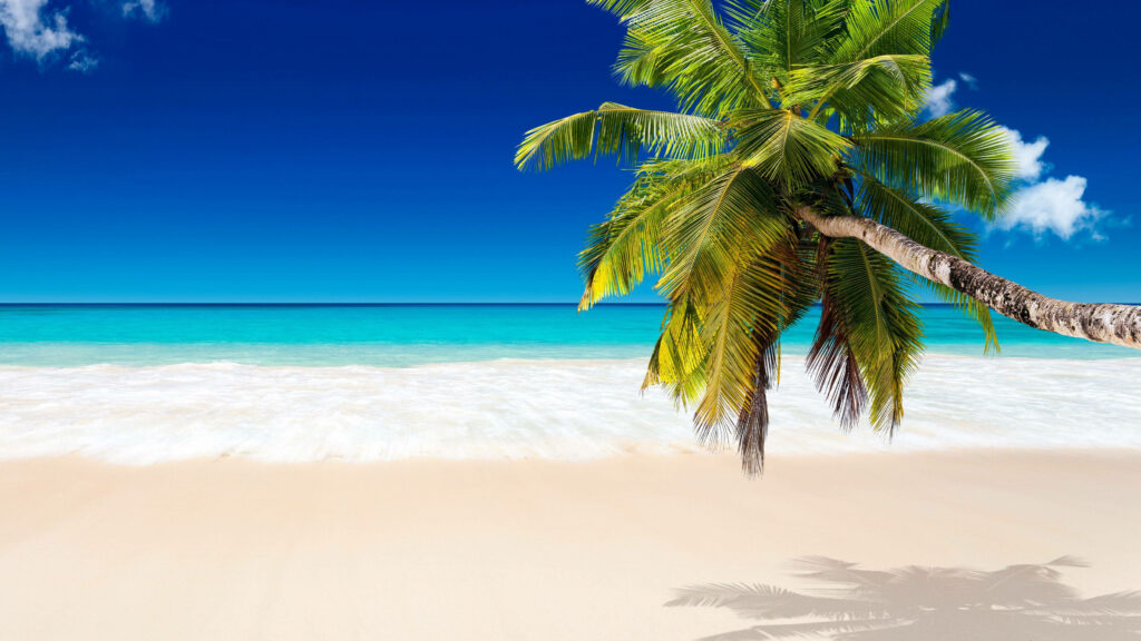 Serene Tropical Wallpaper: Vibrant Coconut Tree & Pristine Beach