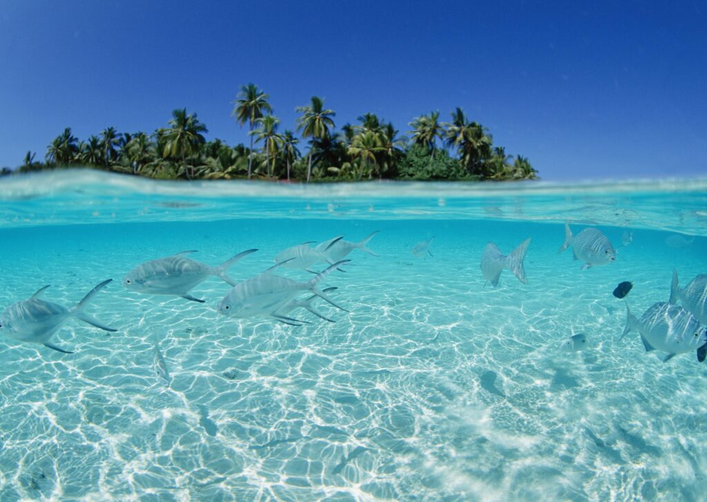 Tropical wallpaper with colorful fish swimming in clear water near palm-lined island under blue sky
