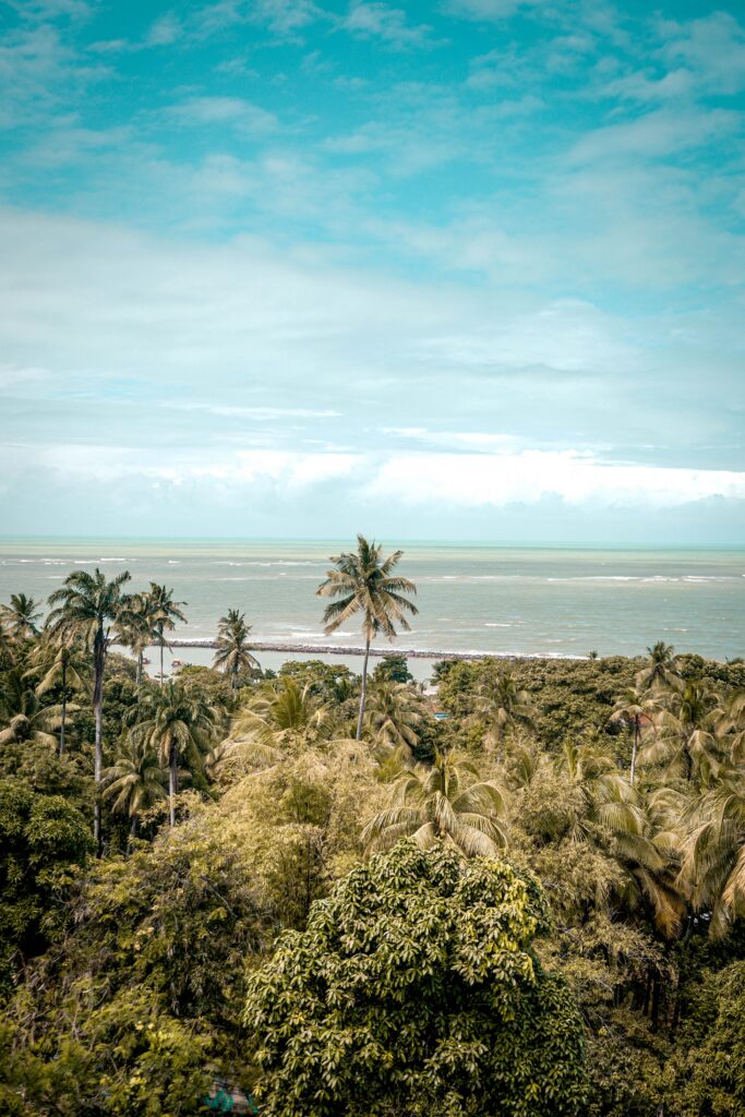 Tropical paradise wallpaper with tall palm trees lush greenery serene beach and calm blue sea