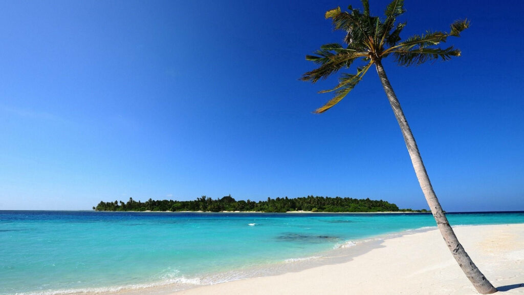 Paradise Found: A Tropical Oasis with Pristine Sands, Towering Palms, and Crystal-Clear Waters Wallpaper