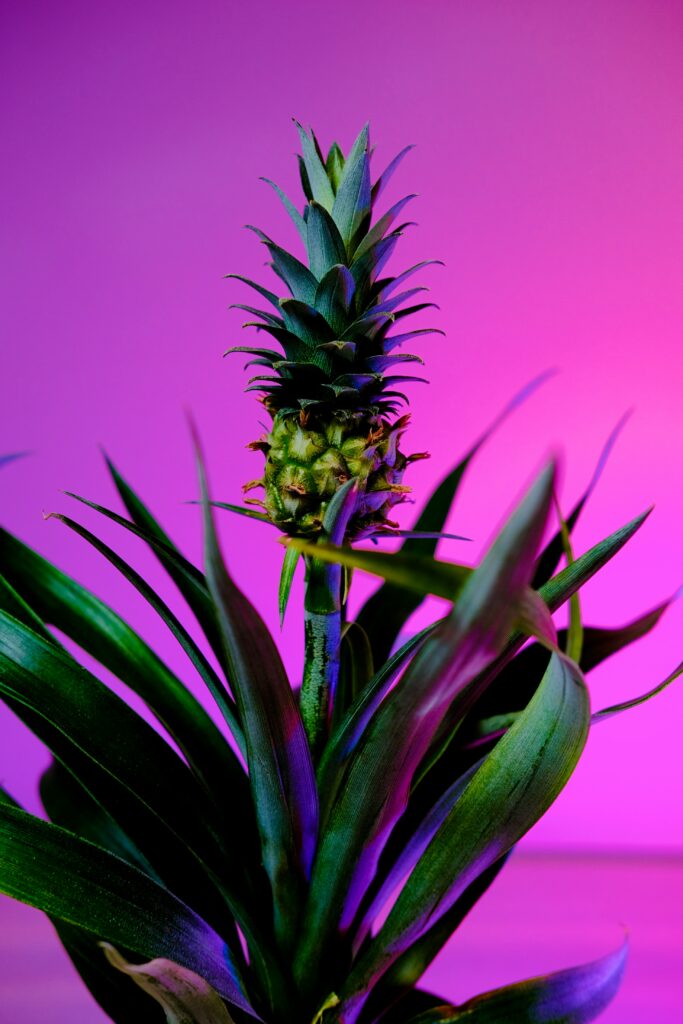 Tropical Pineapple Plant Wallpaper: Lush Green on Pink-Purple Gradient