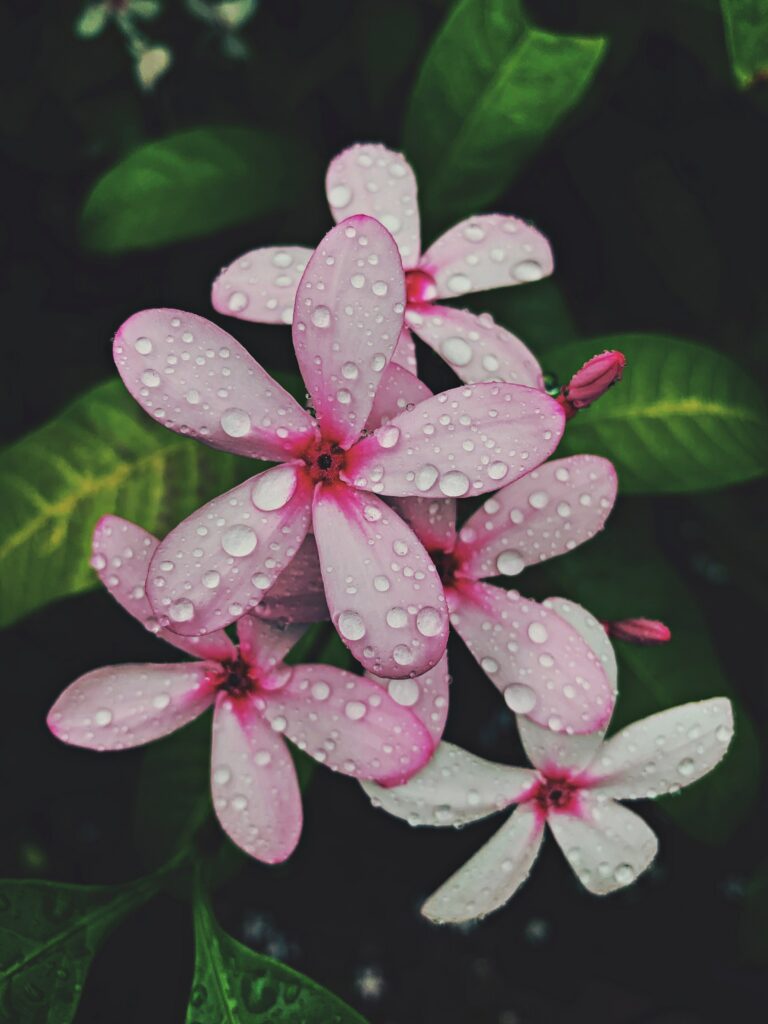 Tropical Pink Flower Wallpaper with Water Droplets and Green Leaves