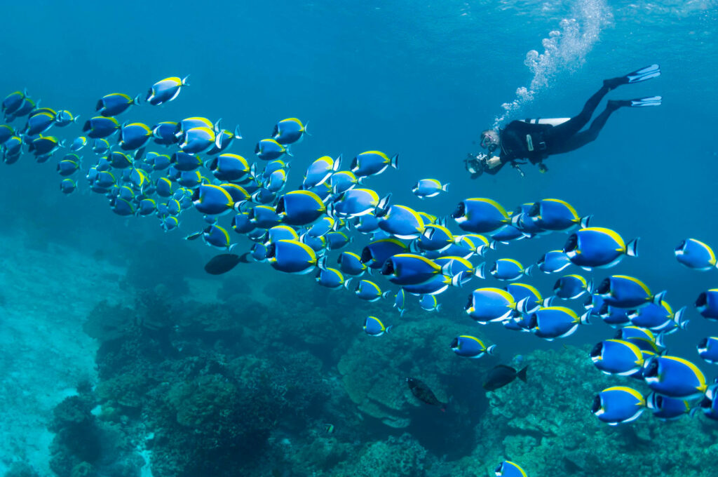 Diver exploring vibrant coral reef with blue and yellow fish in clear tropical ocean water wallpaper