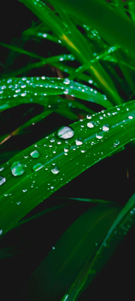 Water Drops in Green Leaves - Plant Wallpaper