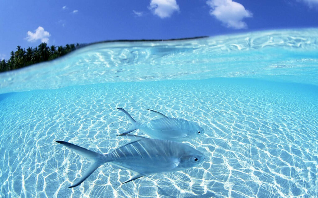 Tranquil Tropical Fish Wallpaper: Serene Aqua Ocean Scene