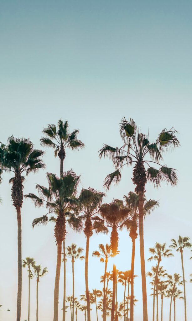 Serene summer wallpaper with palm tree silhouettes and glowing sun for tropical beach vibe