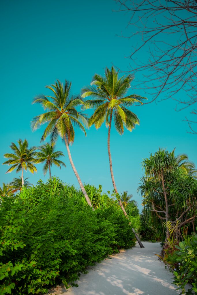 Tropical summer wallpaper with sandy path lush green bushes tall palm trees turquoise sky
