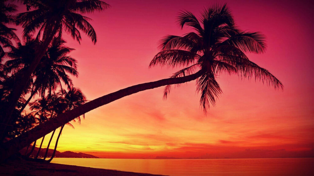 Tropical Paradise: Silhouettes of Majestic Coconut Trees Embracing a Vibrant Red and Orange Sunset Sky Wallpaper