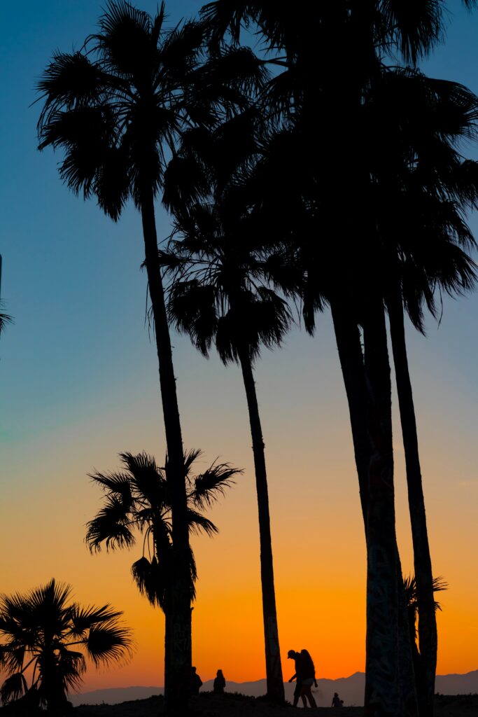 Silhouettes of tall palm trees at vibrant tropical sunset with deep blue orange and yellow sky Wallpaper