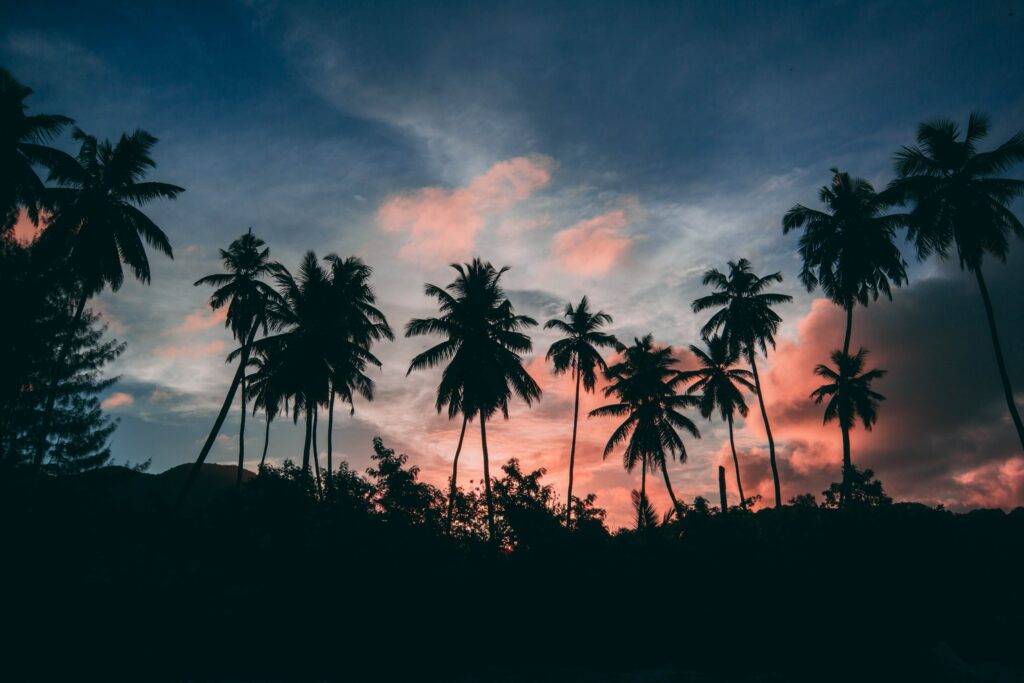 Silhouettes of palm trees at vibrant pastel sunset sky tropical paradise wallpaper background