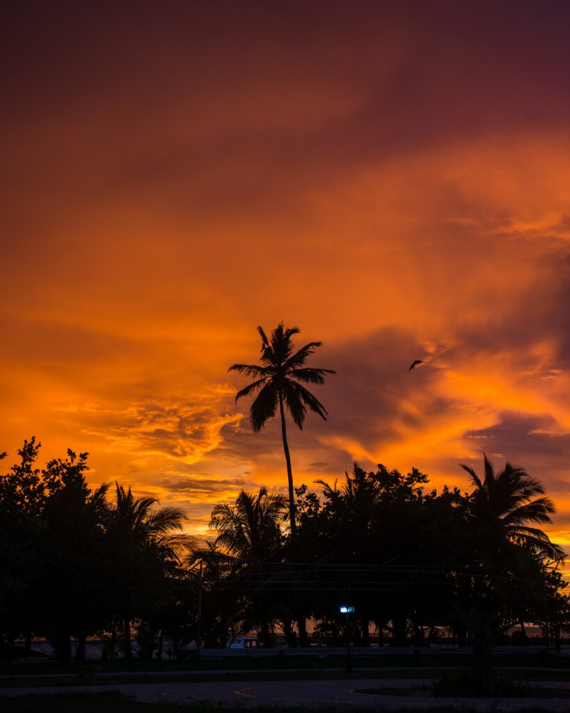 Tropical sunset wallpaper with tall palm trees silhouetted against orange and purple sky