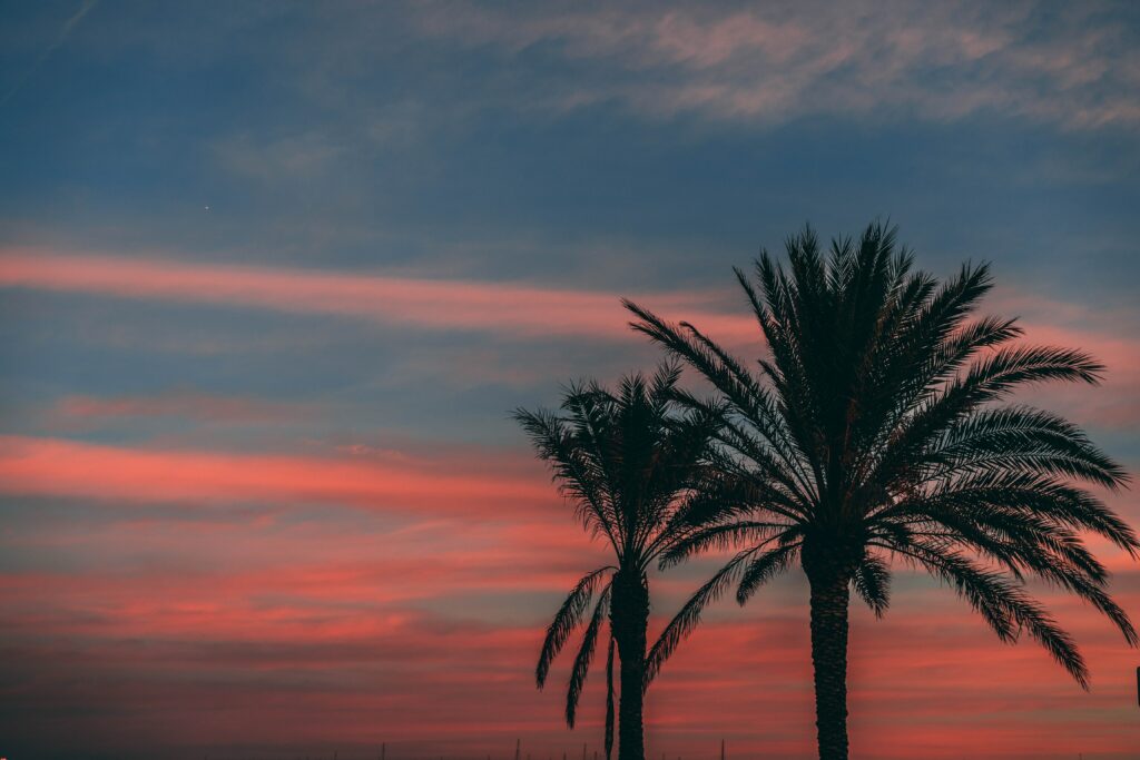 Silhouettes of palm trees at vibrant pink and blue sunset sky tropical relaxing wallpaper background