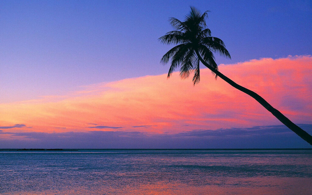 Tropical Palm Tree Silhouette at Vibrant Sunset - Serene Ocean Wallpaper