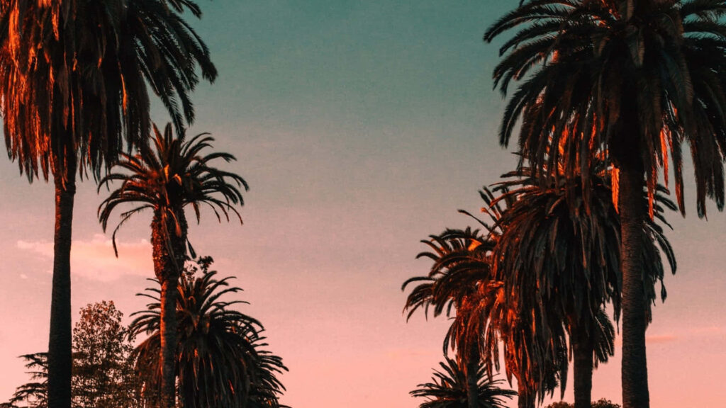 Stunning Tropical Sunset Wallpaper with Palm Trees & Vibrant Sky