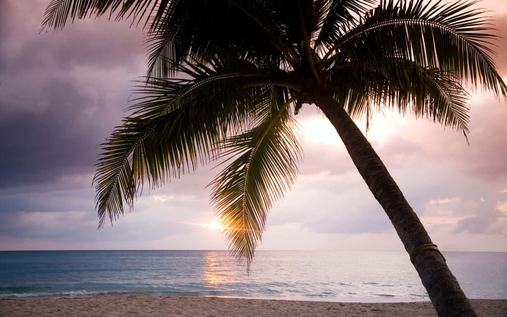 Tropical Sunset Wallpaper: Calm Beach & Leaning Palm Tree Scene