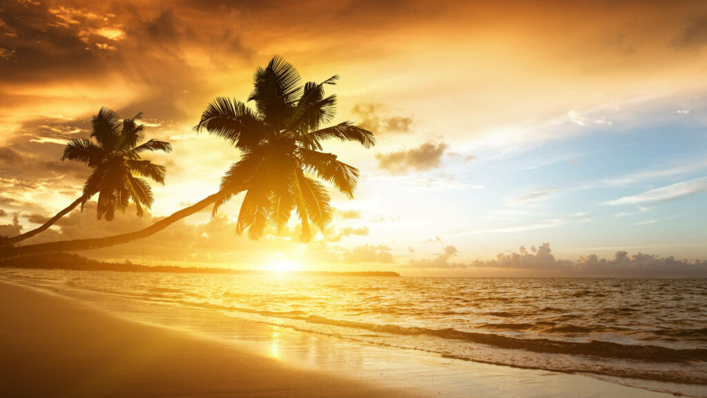 Tropical Sunset: Orange & Gold Sky with Palm Trees Reflection Wallpaper