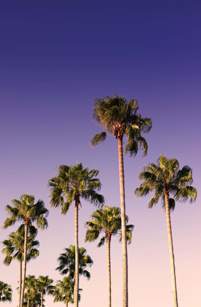 “Serene Palm Tree Wallpaper: Gradient Sky in Pink & Purple”