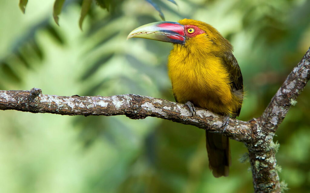 Saffron Toucanet perched on branch with bright yellow feathers red eye jungle background wallpaper
