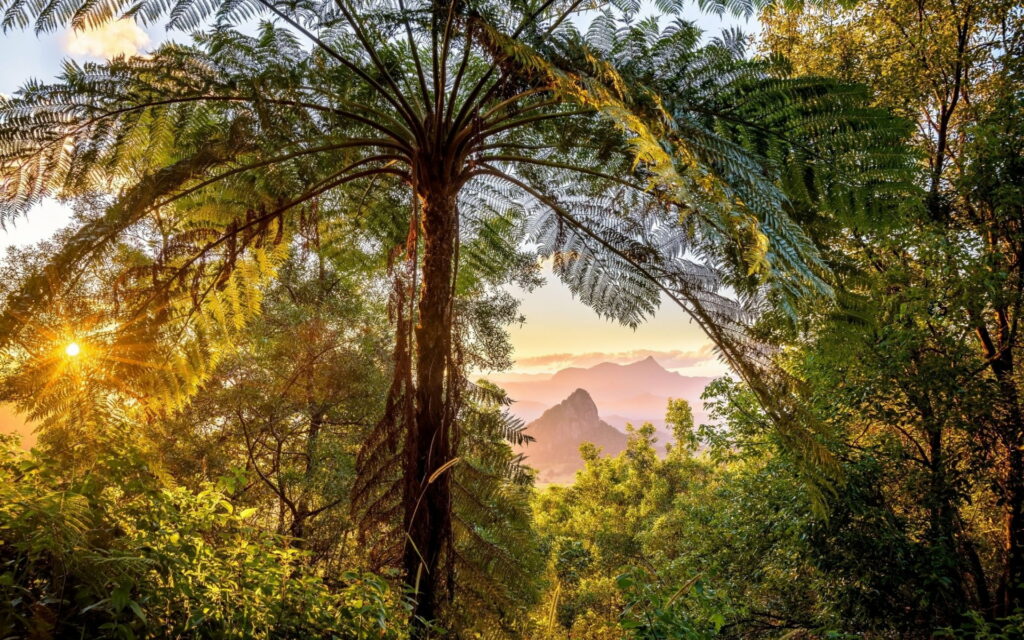 Tropical Serenity: Majestic Palms Embracing the Rainforest's Sunset Glow amidst Enchanting Jungle Wallpaper