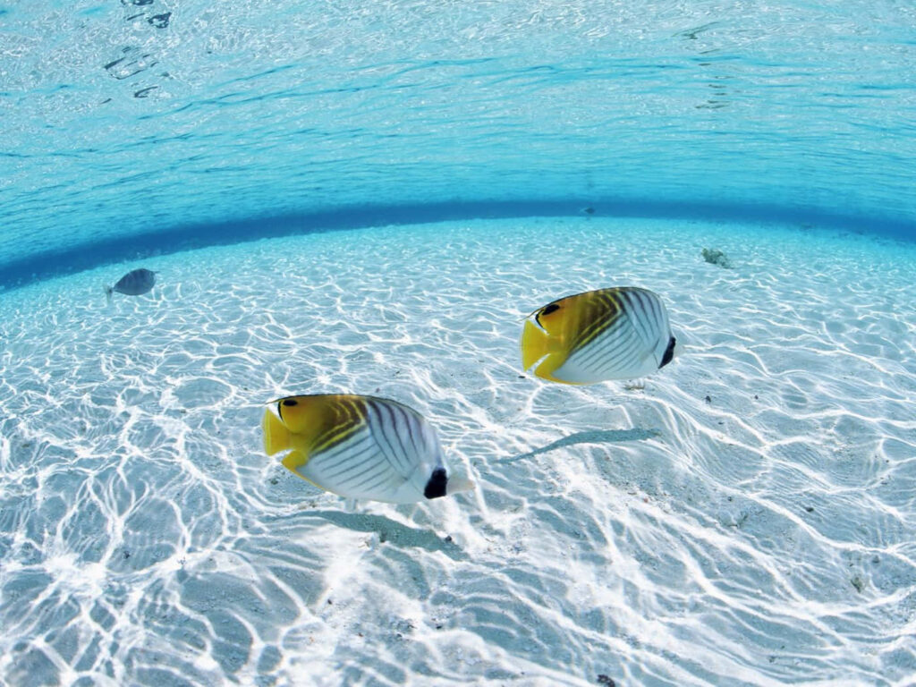 Serene Underwater Wallpaper: Vibrant Butterflyfish in Crystal-Clear Water
