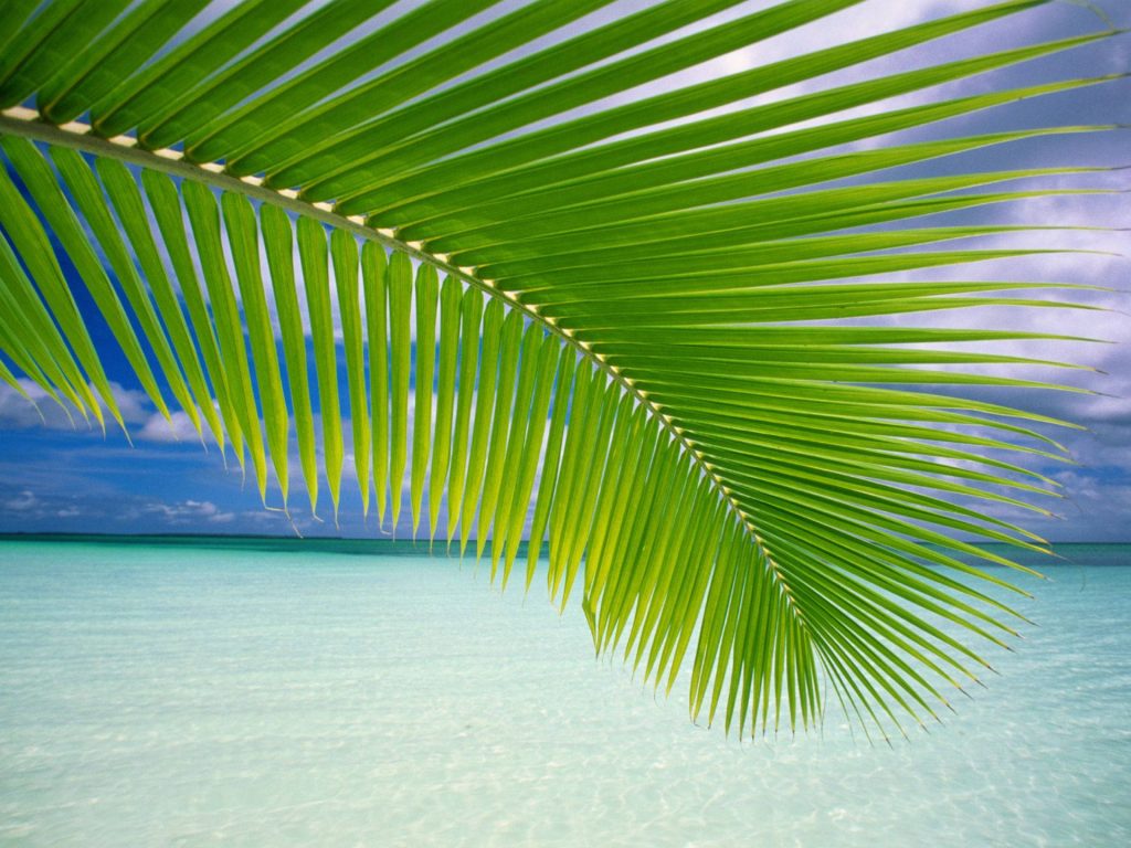 Tropical palm frond over clear turquoise water and blue sky Windows Vista wallpaper background