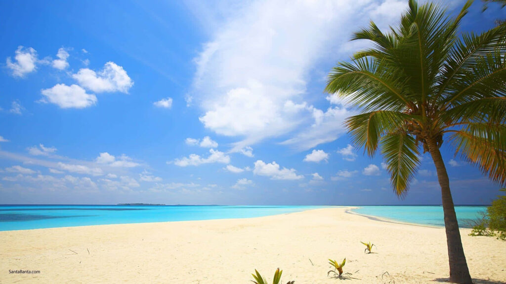 Serene White Sand Beach with Turquoise Waters and Palm Tree Scenic View Wallpaper