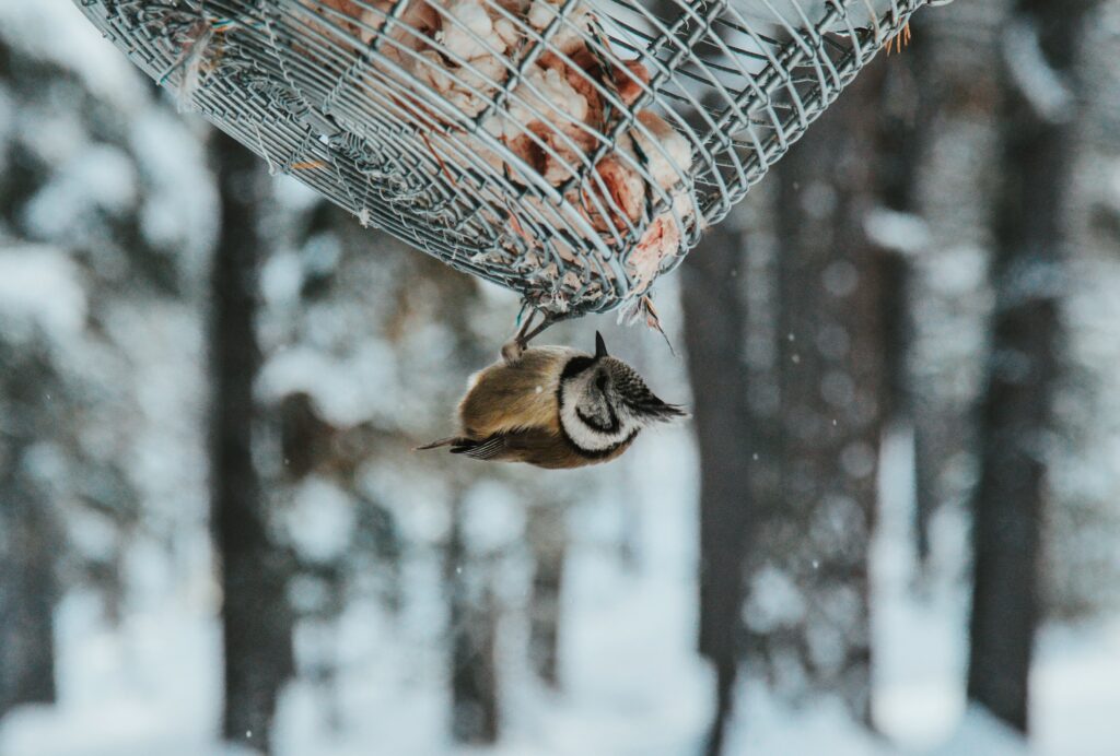 Tufted Bird Feeder Delight: Nature's Resilience in a Winter Wonderland Wallpaper