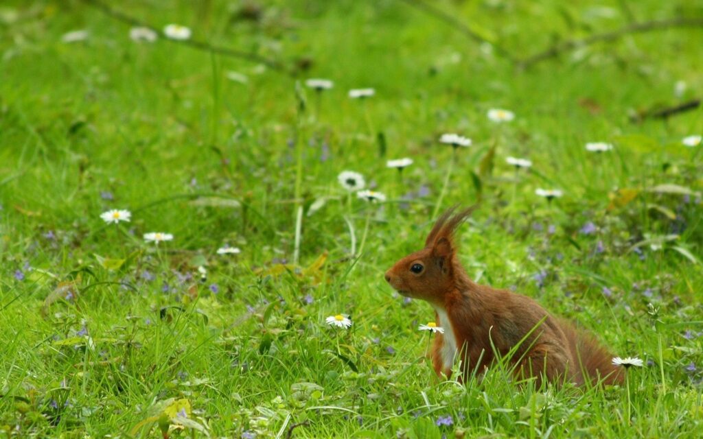 Tufted-Eared Squirrel Walking in Lush Meadow with Wildflowers Wallpaper