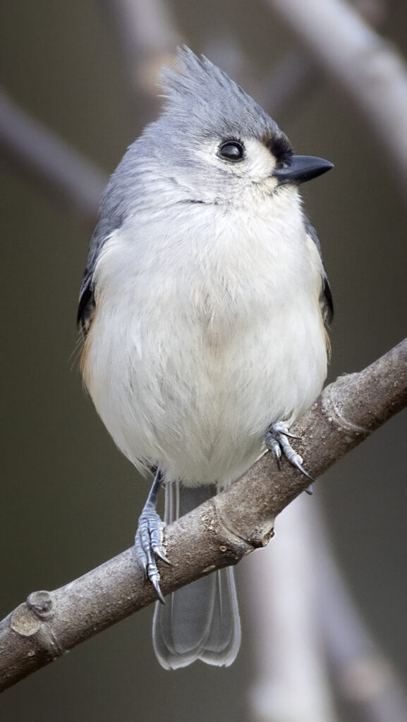 Tufted Titmouse Perched in Nature - Serene Wildlife Wallpaper