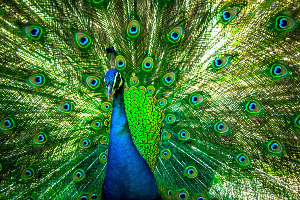 Vibrant wallpaper of male Indian peafowl with fanned tail showcasing turquoise green plumage