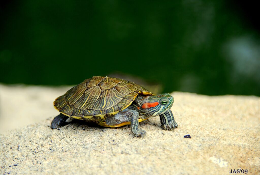 Turtle Basking on Sandy Surface – Serene Nature Wallpaper