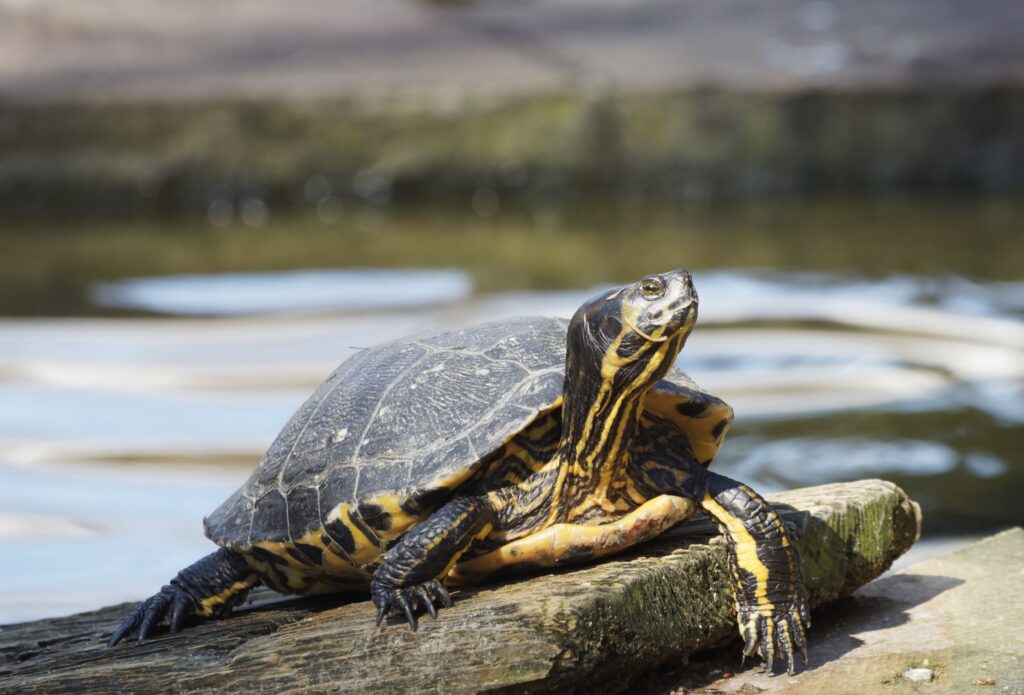 Turtle Basking on Wood by Water - Serene Nature Wallpaper