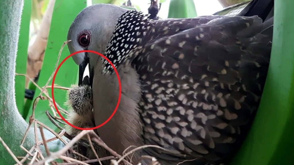 Turtle Dove Nesting: Maternal Care in Nature Wallpaper