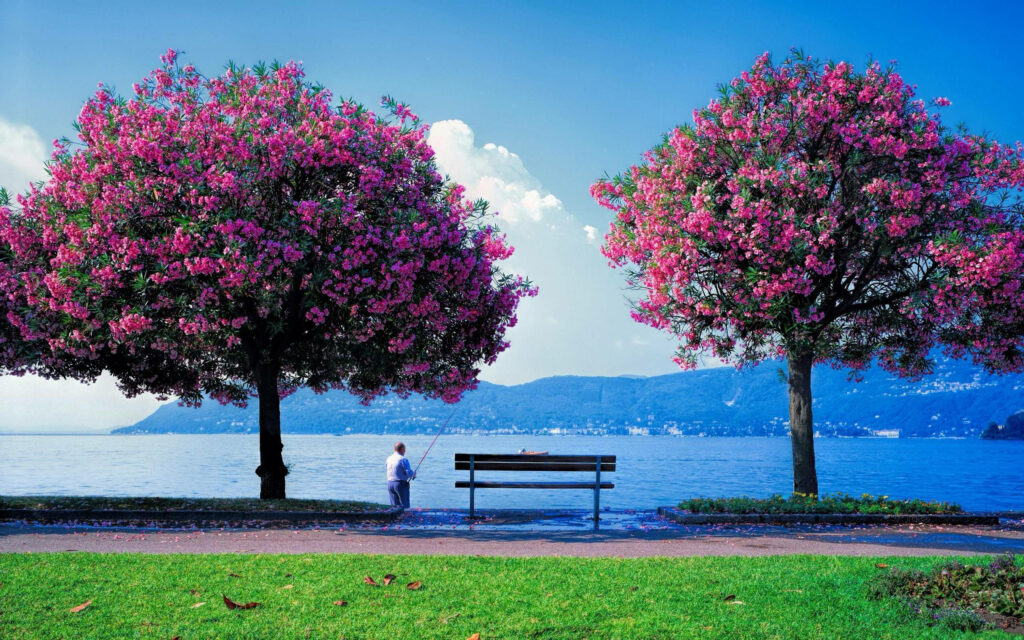Breathtaking Waterside Vista: Majestic Twilight Crape Myrtle in Full Bloom with Serene Fisherman Enjoying a Sunny Spring Day Wallpaper