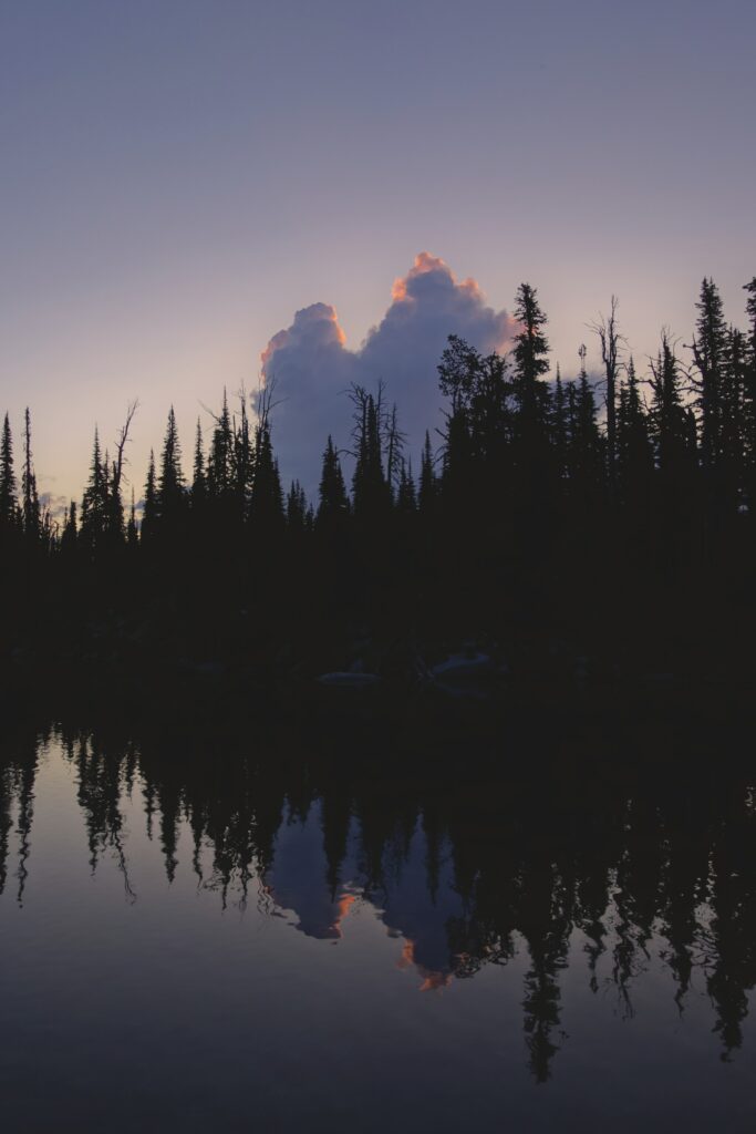 Tall dark tree silhouettes at twilight reflecting on calm water with dusky purple sky wallpaper background