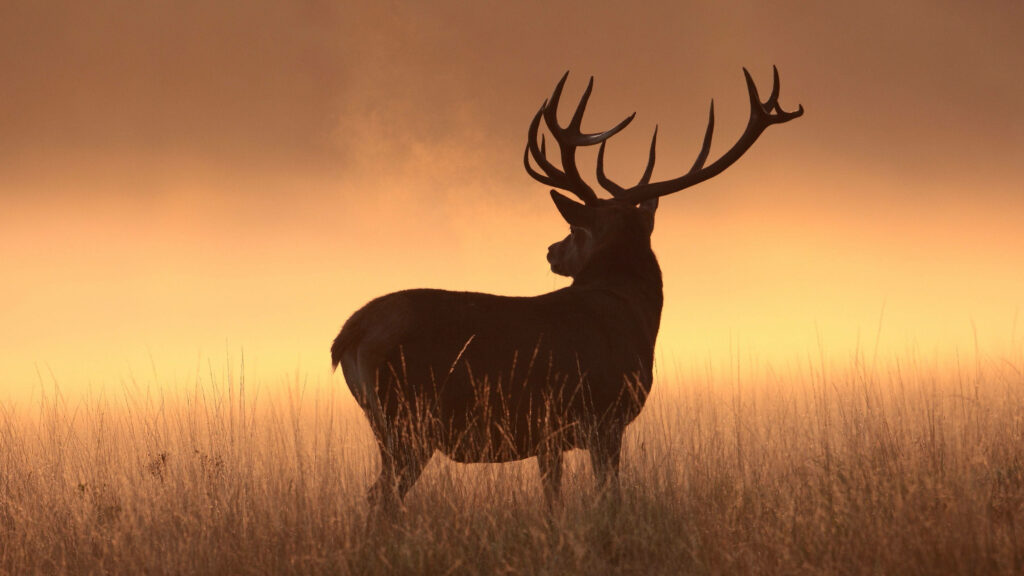 Radiant Sunset Encounter: Captivating Silhouette of a Majestic Deer Wallpaper