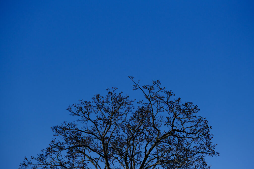 Silhouette of tree branches against deep blue twilight sky minimalist calming wallpaper background