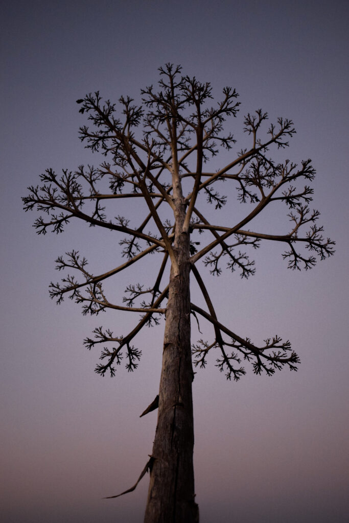 Tall tree silhouette with intricate branches against a purple and pink twilight sky wallpaper background