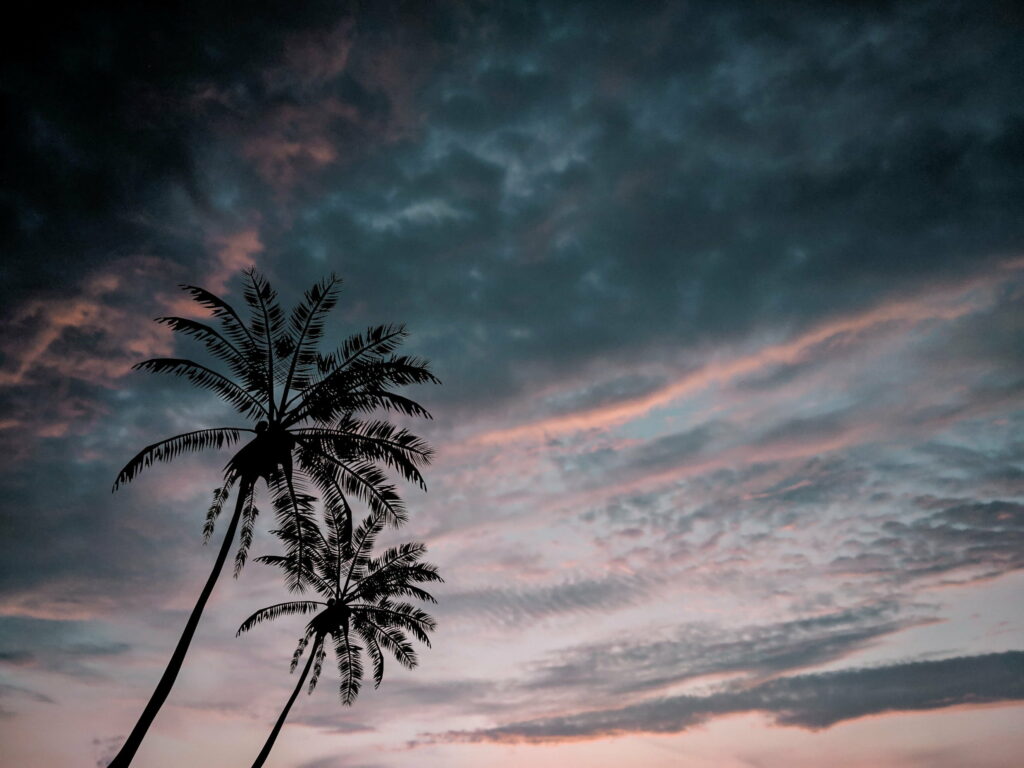 Twilight Palm Trees HD Wallpaper: Dramatic Sky Background