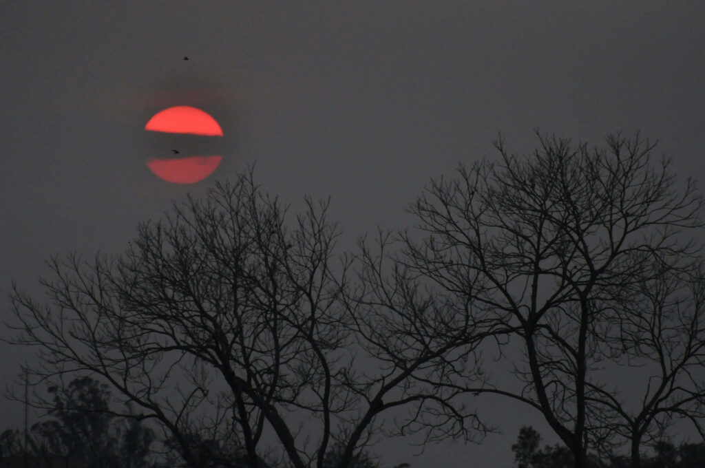 Twilight Wallpaper: Vivid Red Sun & Silhouetted Tree Branches