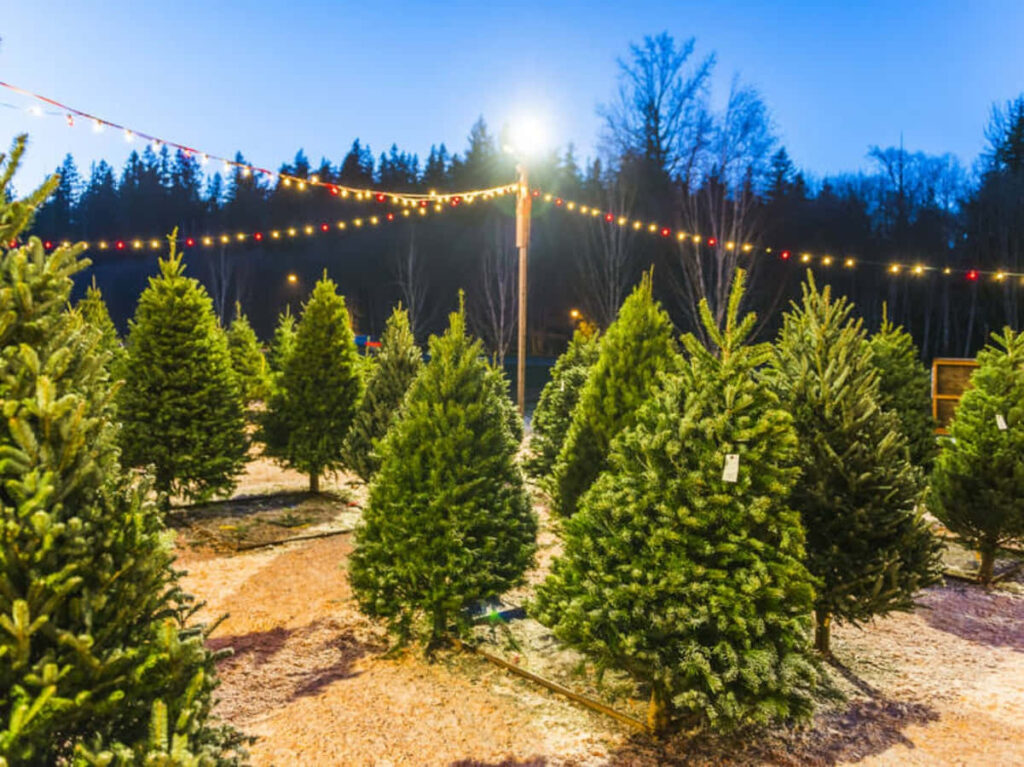Enchanting Christmas Tree Farm Drenched in Twinkling Dusk Lights Wallpaper