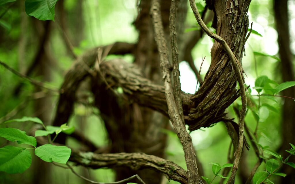 Intricate twisted tree branches forming natural chain patterns in lush green forest wallpaper