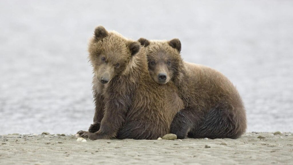 Serene Beach Scene: Two Adorable Bears Amidst Misty Rocks Wallpaper