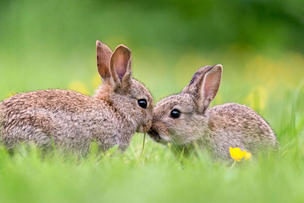 Serene Rabbits in Sunlit Meadow - Heartwarming Wallpaper Background