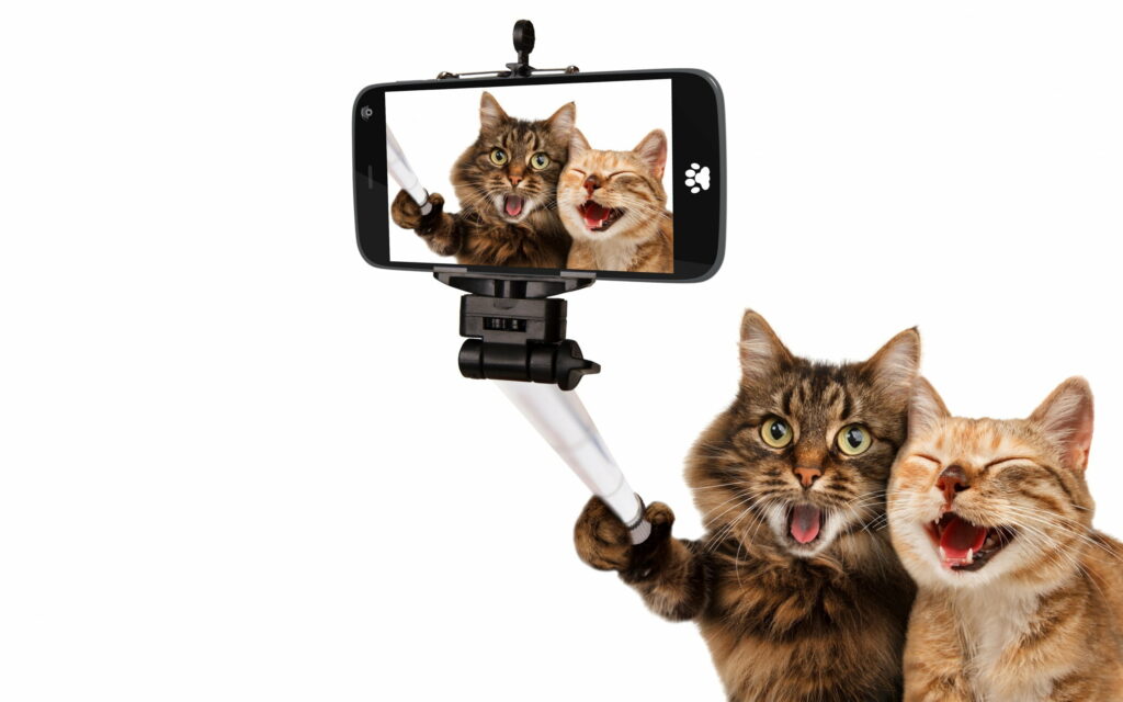 Feline Selfie Time: Two Adorable Short-Haired Cats Strike a Pose in QHD Wallpaper Background