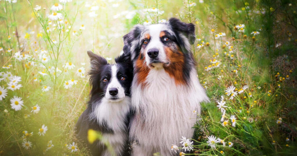 Two Australian Shepherd dogs sitting together in a vibrant spring meadow with wildflowers Wallpaper