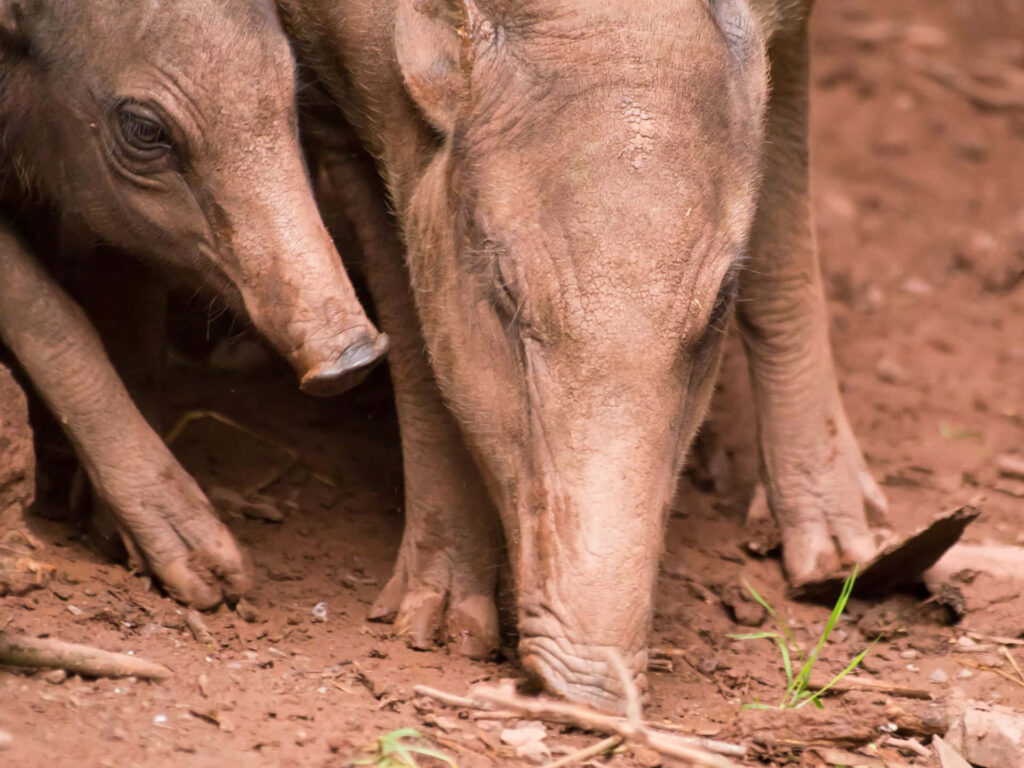 Two babirusas foraging on earthy ground in natural habitat unique wild pig with curved snouts Wallpaper