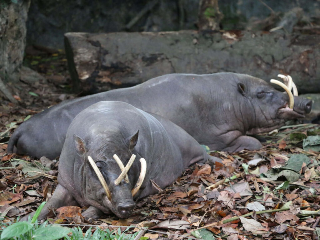 Two babirusas resting on dry leaf forest floor showing distinctive curved tusks wildlife wallpaper